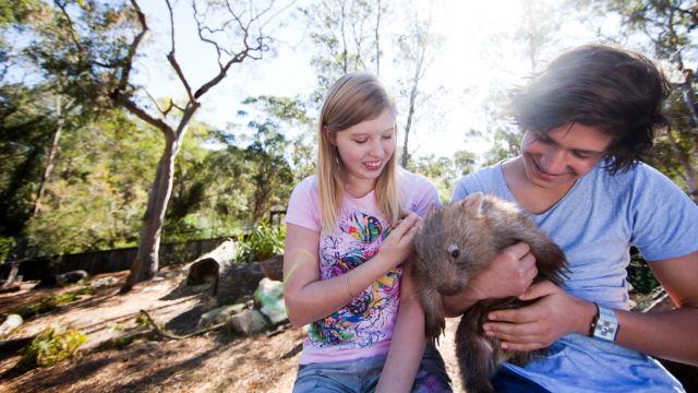 animal campaigns rollingball